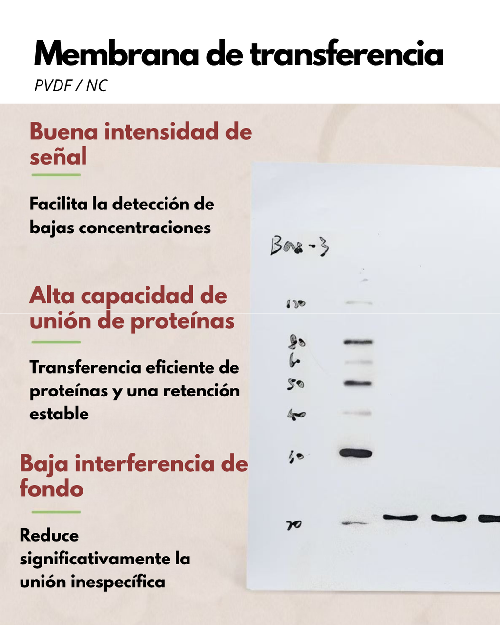 Membrana PVDF y NC para Western Blot | 0.22 y 0.45 µm