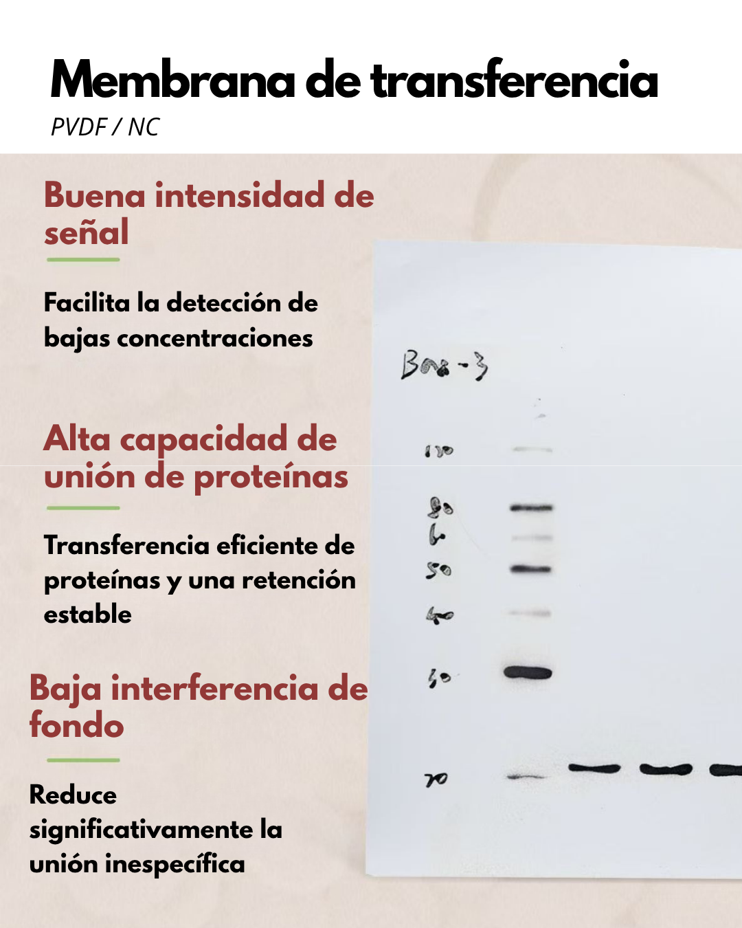 Membrana PVDF y NC para Western Blot | 0.22 y 0.45 µm