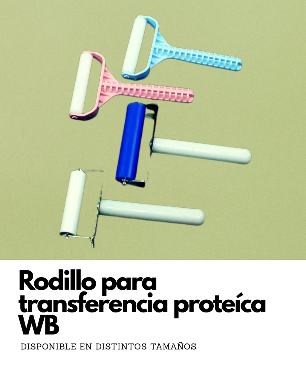 Rodillo para Western Blot | Eliminador de Burbujas para Transferencia Proteica
