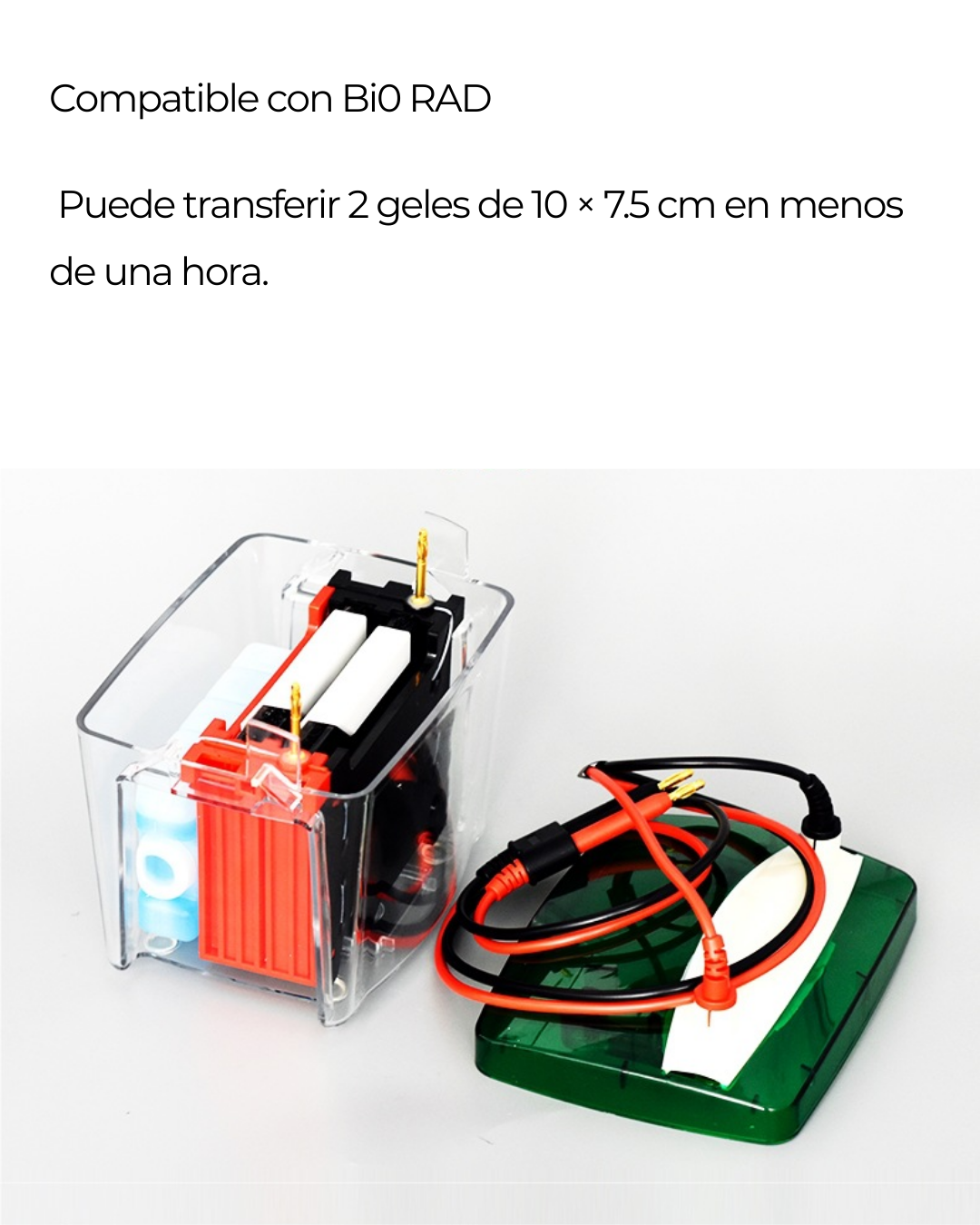 Sistema de Transferencia para Western Blot | Compatible con Bi0-Rad | Transferencia de 2 Geles en 60 Minutos