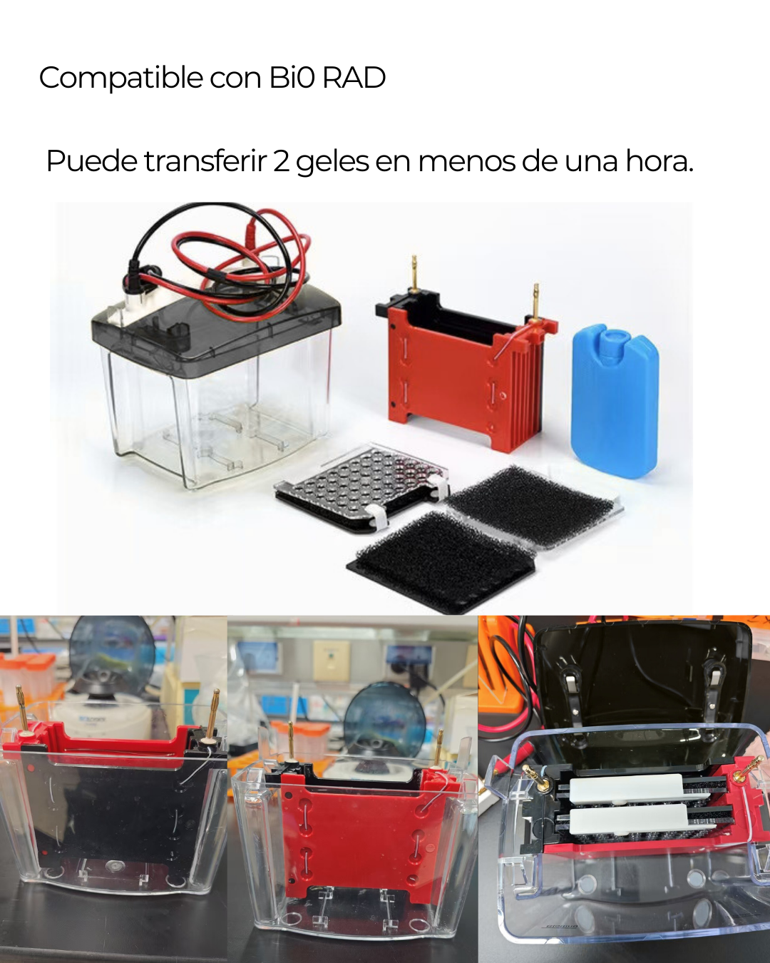 Sistema de Transferencia para Western Blot | Compatible con Bi0-Rad | Transferencia de 2 Geles en 60 Minutos